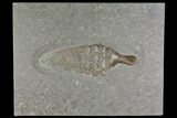 Fossil Ichthyosaur Paddle - Posidonia Shale, Germany #150175-1